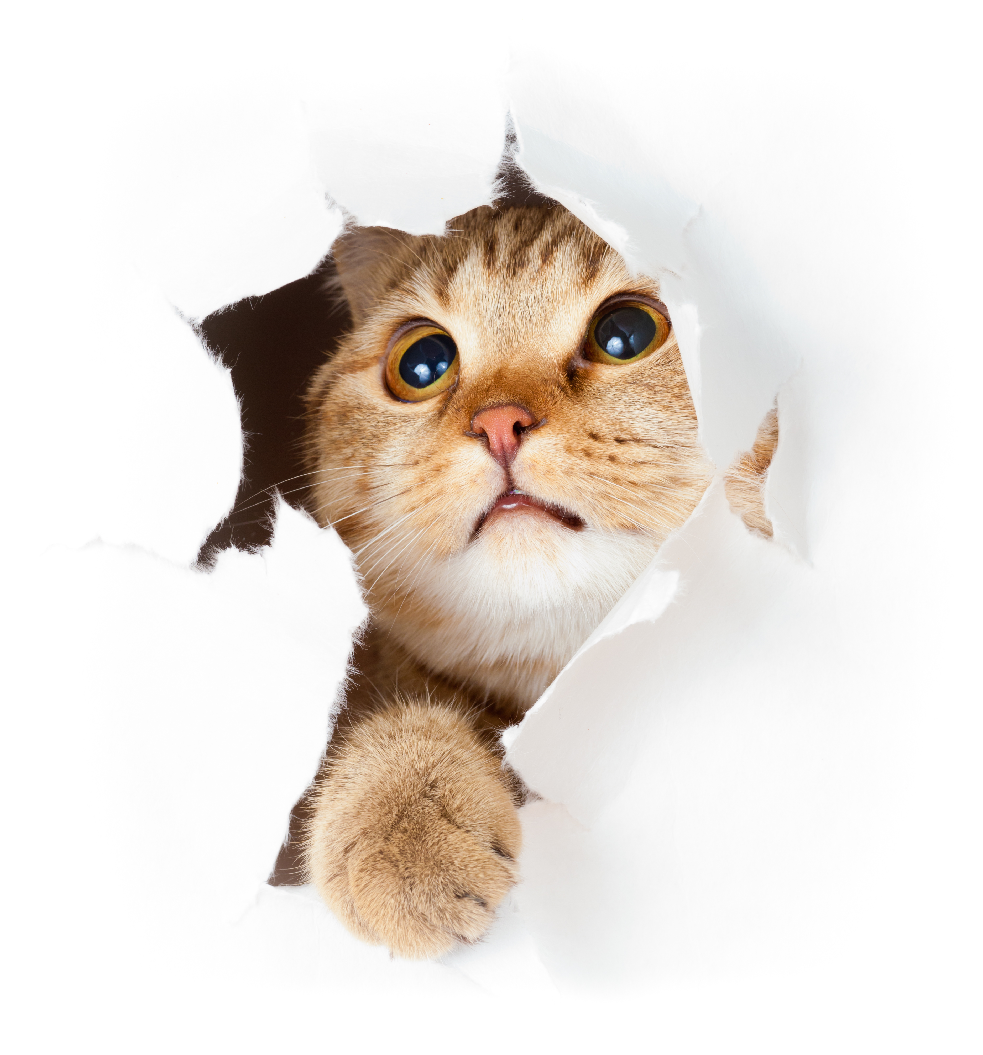 How to board a nervous cat